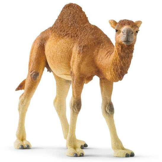 #14832S Dromedary