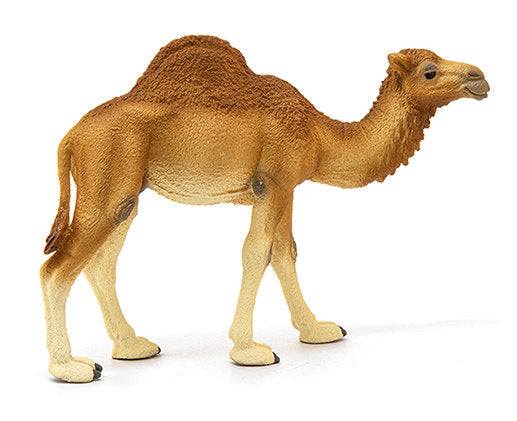#14832S Dromedary