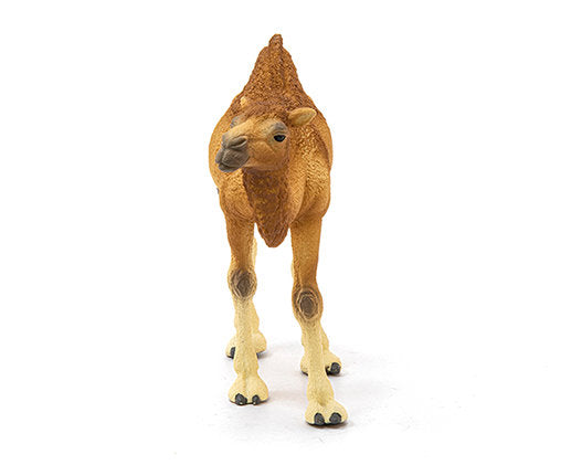 #14832S Dromedary