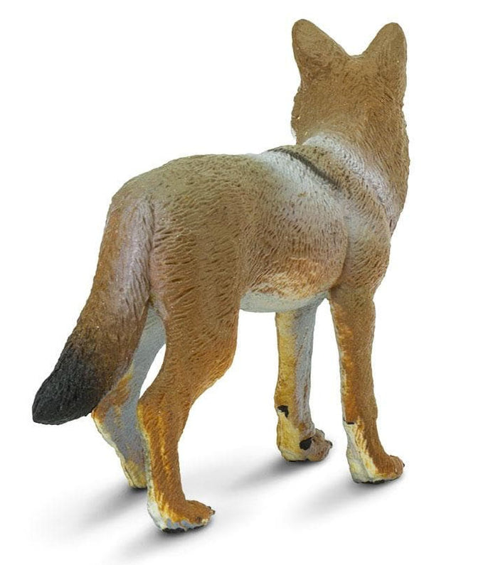 #227229 Coyote