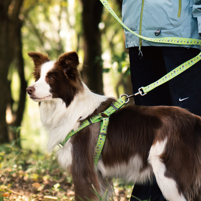 dog-chest-harness